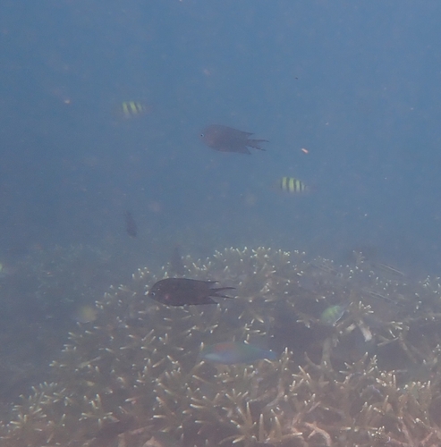 Spiny Chromis (Acanthochromis polyacanthus)