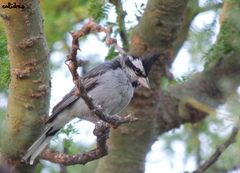 Lophospingus pusillus