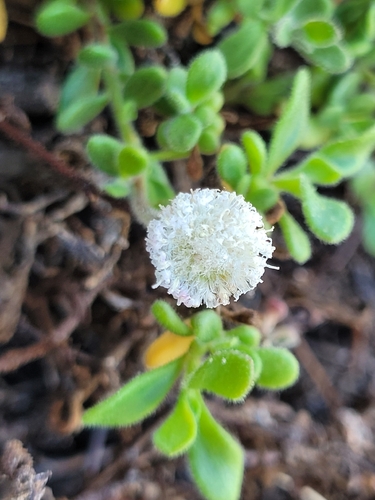 Leiocarpa supina, 2026-03-10