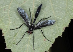 Cordyligaster