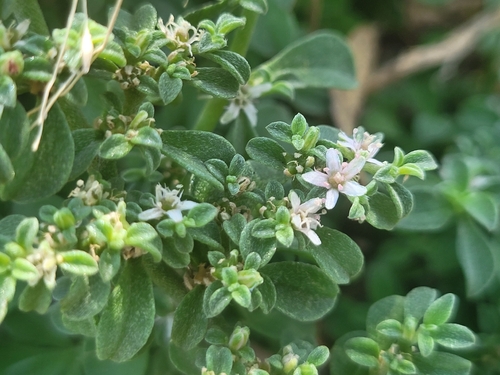Coastal Galenia