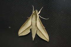 Theretra queenslandi