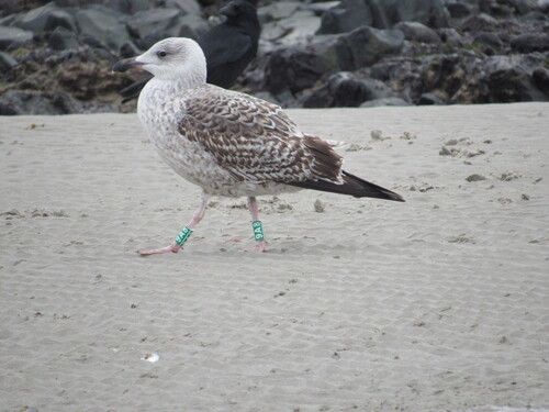 Gavión atlántico (Larus marinus)