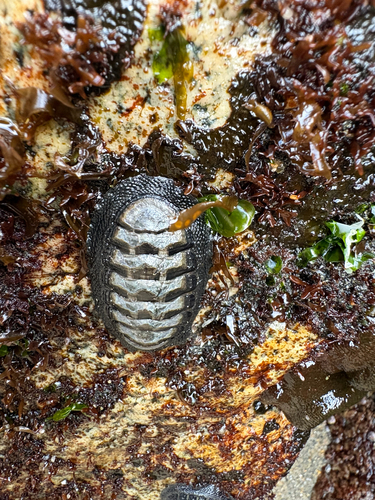 Chiton granosus