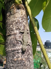 Sceloporus palaciosi