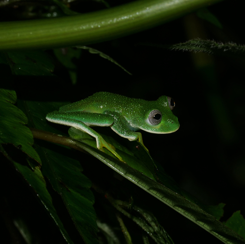Condor Glass Frog, Centrolene condor