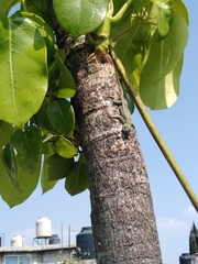 Sceloporus palaciosi