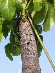 Sceloporus palaciosi