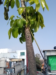 Sceloporus palaciosi