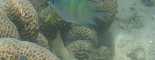 Amblyglyphidodon curacao