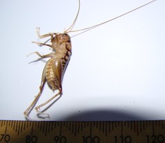 Hemiandrus
