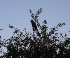 Corythaixoides concolor pallidiceps