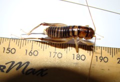 Hemiandrus
