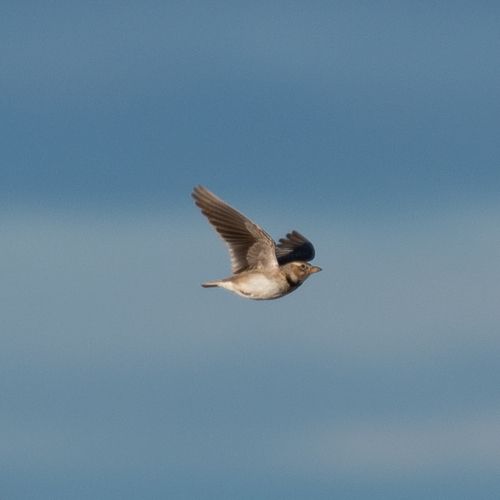 Calandra Lark (Melanocorypha calandra), photo 6