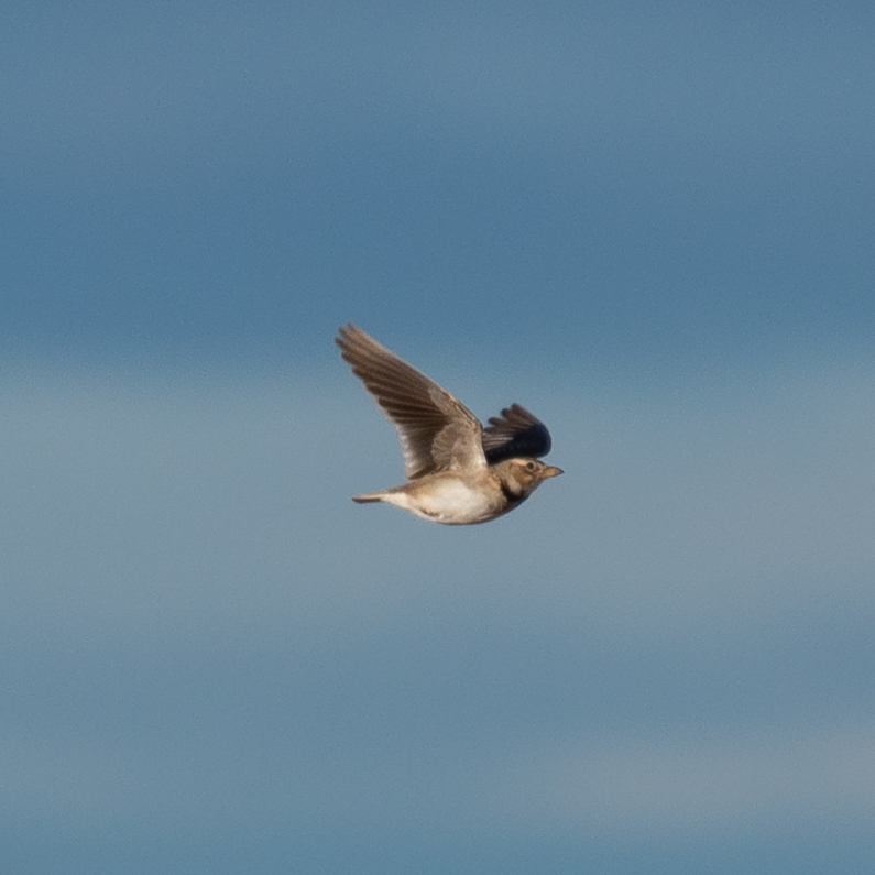 Calandra Lark (Melanocorypha calandra), photo 7