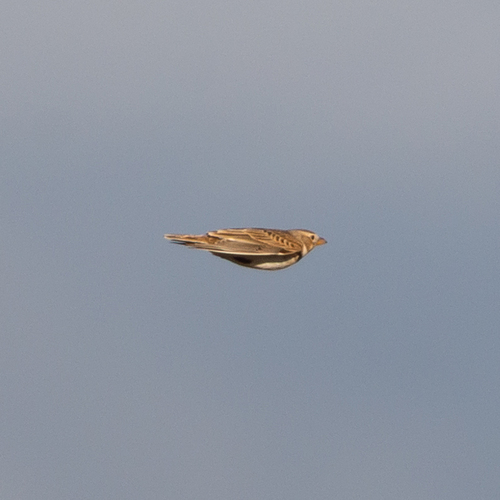 Calandra Lark (Melanocorypha calandra), photo 7