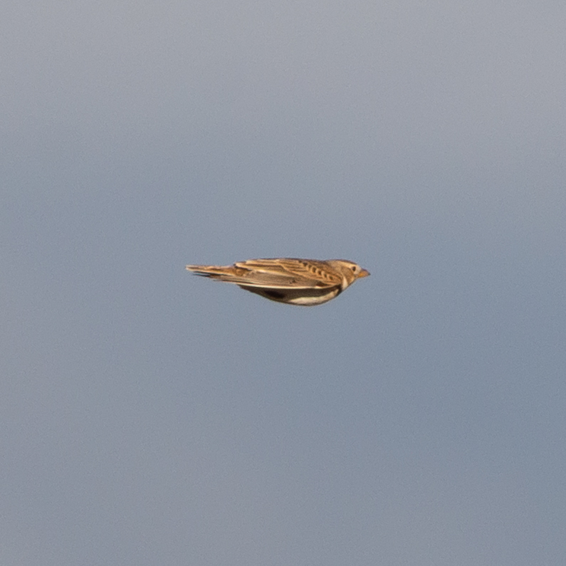 Calandra Lark (Melanocorypha calandra), photo 8