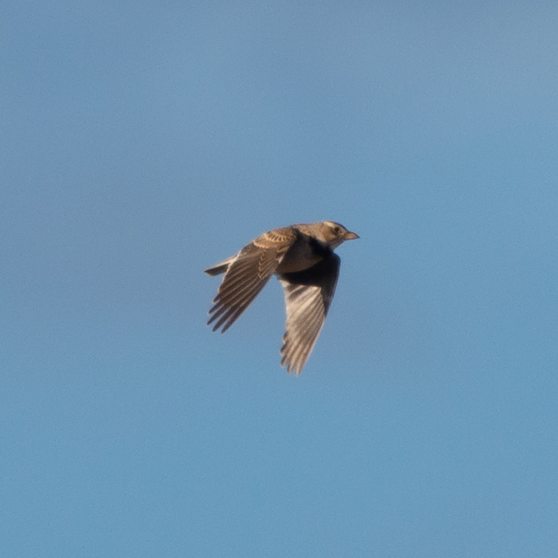Calandra Lark (Melanocorypha calandra), photo 9
