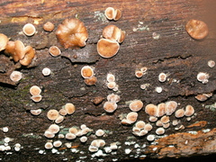 Psilopezia nummularia