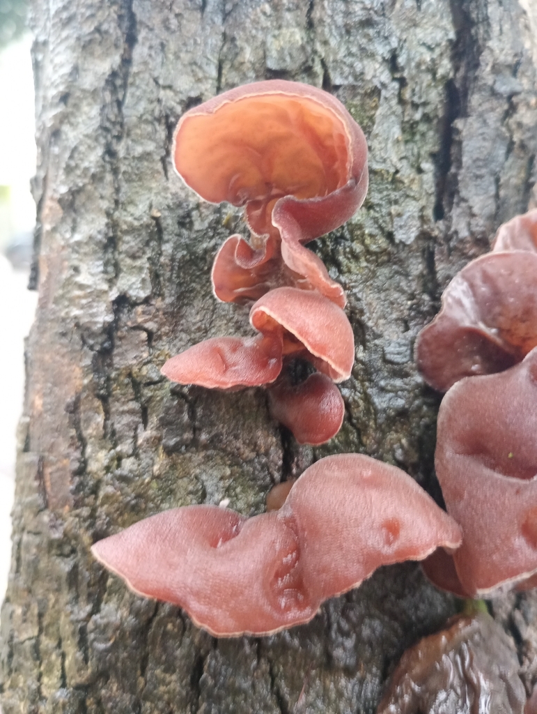 Auricularia fuscosuccinea · March 2026 · photo: © beabeebus (iNaturalist, cc-by-sa)