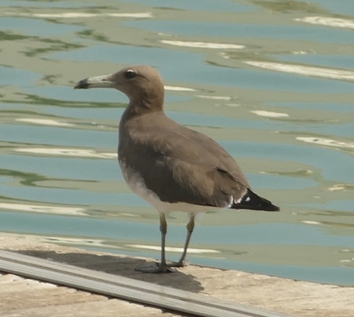 Sooty Gull (Ichthyaetus hemprichii), photo 4