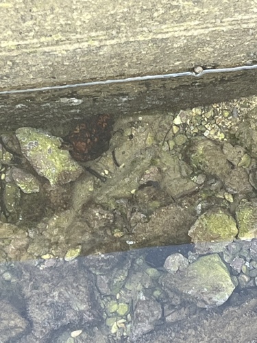Gobius cobitis
