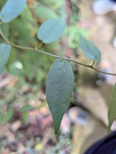Ficus pantoniana observed 2026-02-23