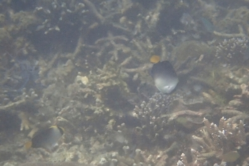 Chaetodontoplus mesoleucus