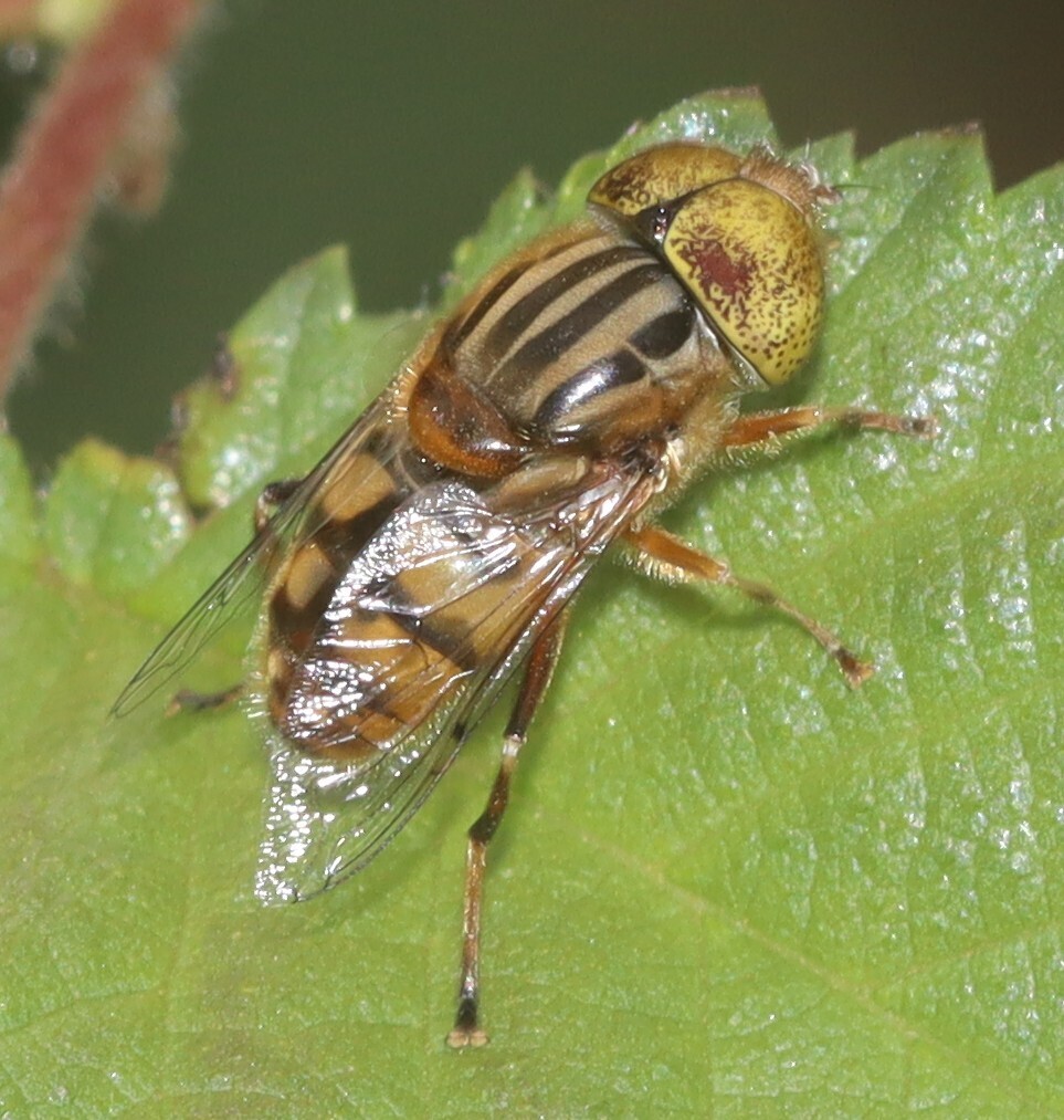 Native Drone Fly from Geelong VIC, Australia on December 22, 2025 at 03 ...