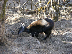Moschus chrysogaster