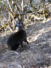 Moschus chrysogaster
