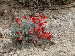 Astragalus coccineus