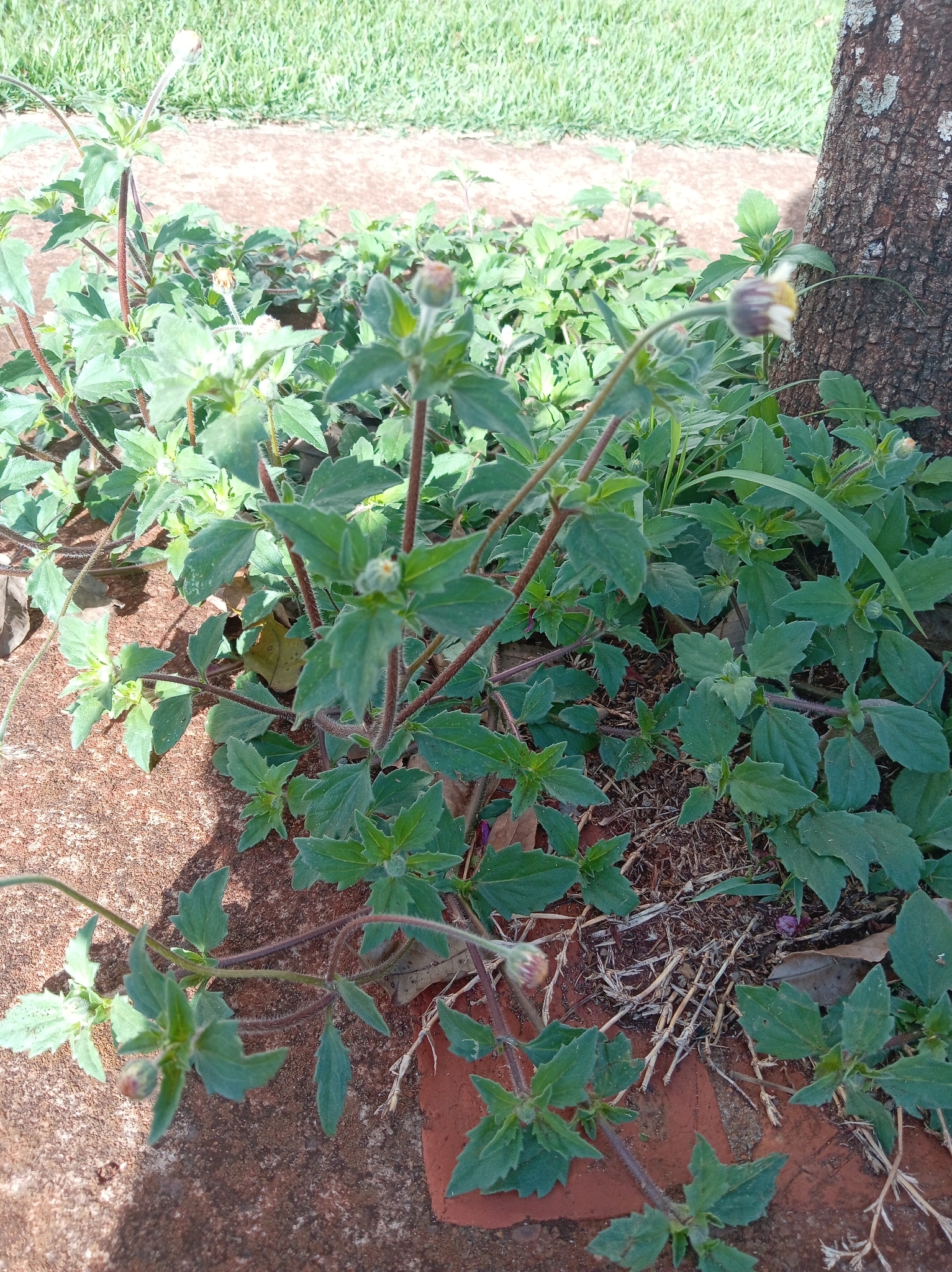Tridax procumbens