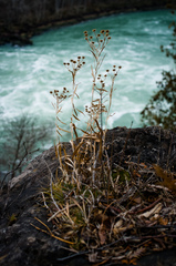 Solidago ptarmicoides