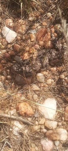 Horned Adder