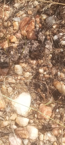Horned Adder