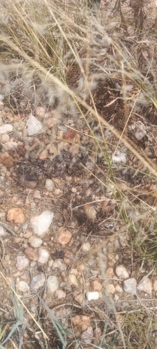 Horned Adder
