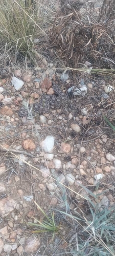 Horned Adder