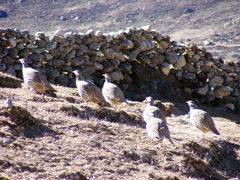 Tetraogallus tibetanus