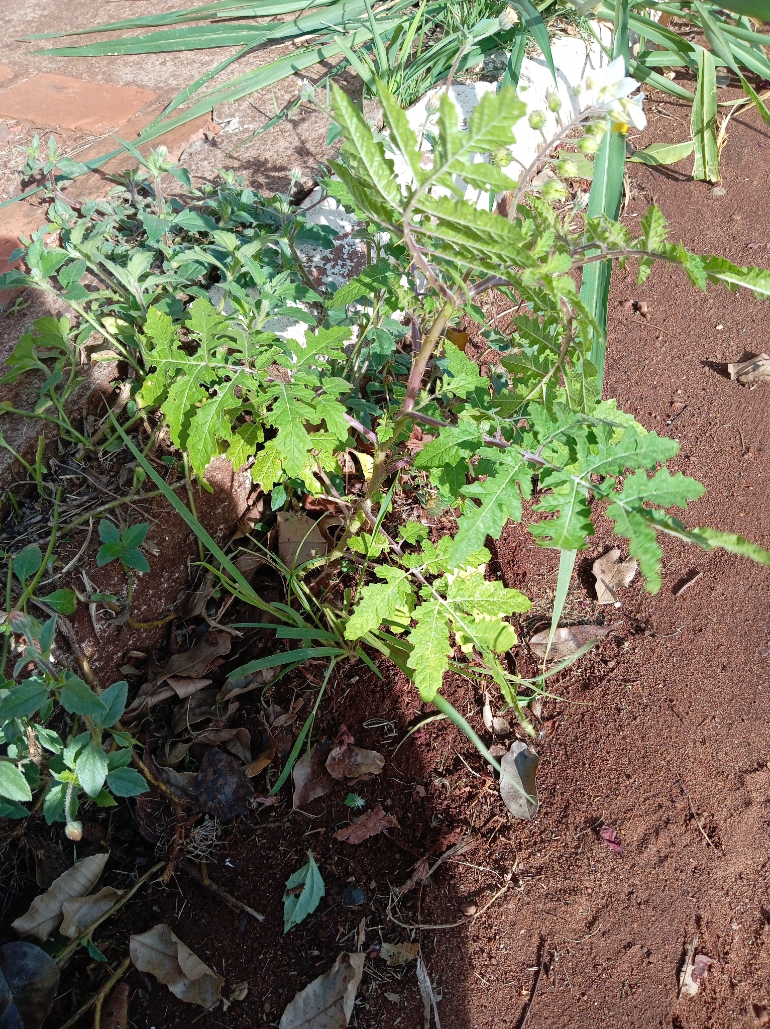 Solanum sisymbriifolium