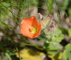 Sphaeralcea lindheimeri