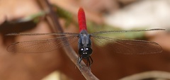 Erythemis peruviana