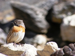 Prunella rubeculoides