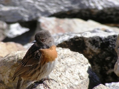 Prunella rubeculoides