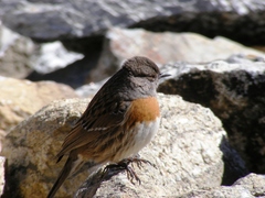 Prunella rubeculoides