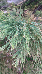 Sequoiadendron giganteum