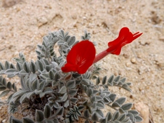 Astragalus coccineus