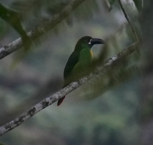 Southern Emerald Toucanet (Aulacorhynchus albivitta), photo 4