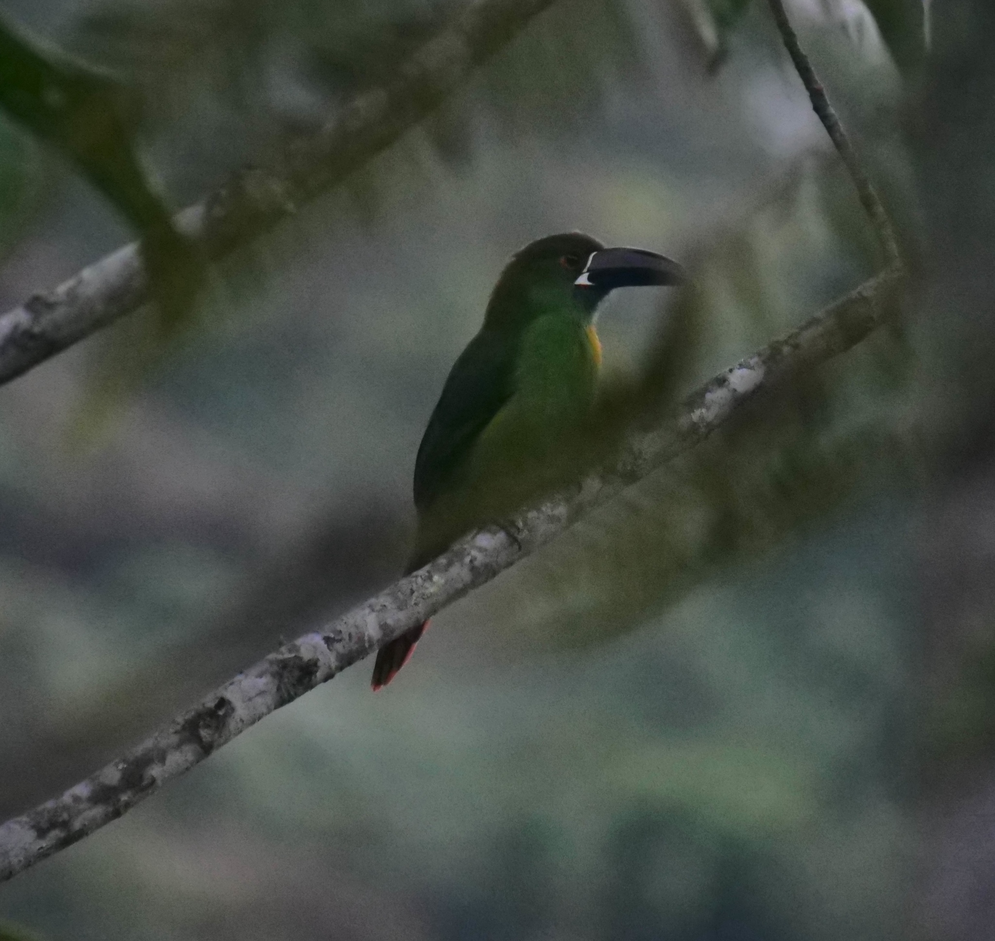 Southern Emerald Toucanet (Aulacorhynchus albivitta), photo 5