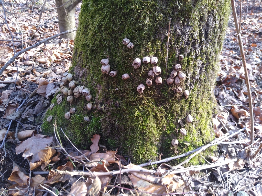 Apioperdon pyriforme · March 2026 · photo: © gadzina (iNaturalist, cc-by-nc)